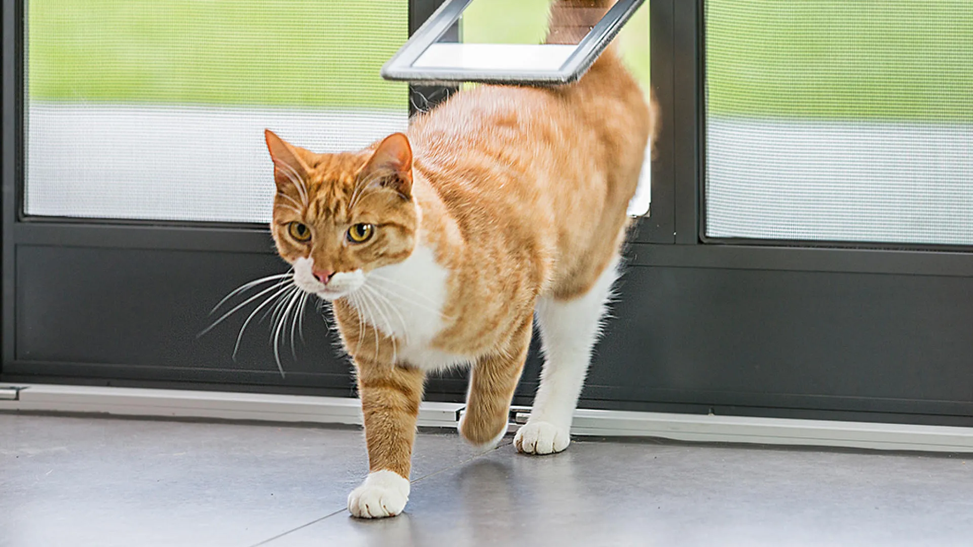 Bilder_1588x721_0000_Katzenklappe
